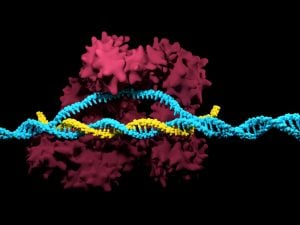CRISPR Cas9”decoding=
